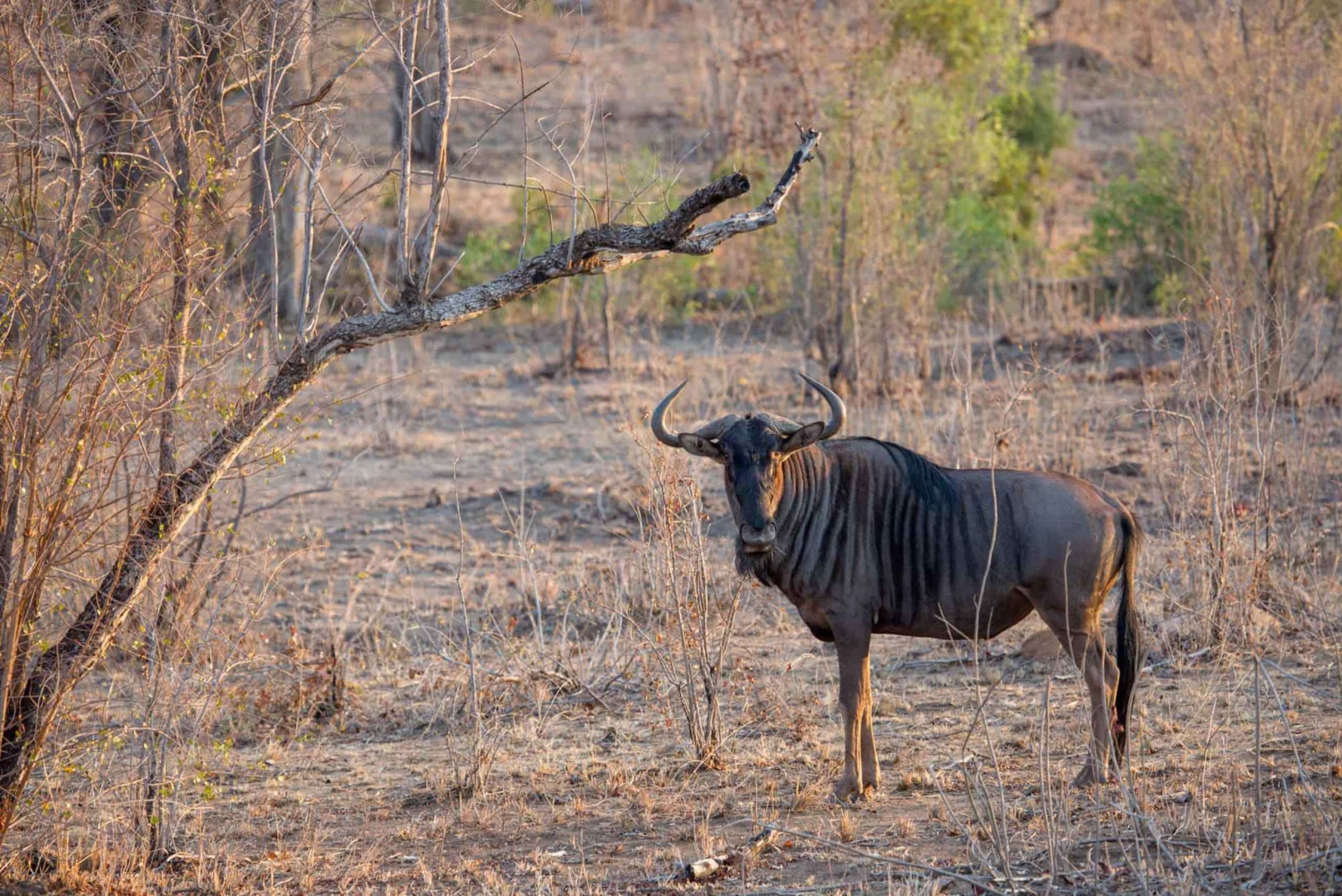 Arusha: escursione di 3 giorni al Lago Eyasi e safari