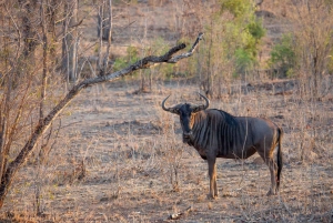 Arusha: 3-dages tur til Eyasi-søen og safari