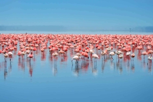 Arusha: 3-dages tur til Eyasi-søen og safari