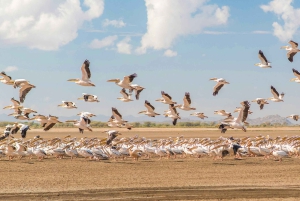 Arusha: 3-dages tur til Eyasi-søen og safari