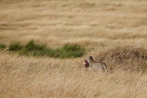アルーシャ：4日間ンゴロンゴロ、タランギレ、マテルニ・ロッジツアー