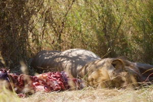 アルーシャ：4日間ンゴロンゴロ、タランギレ、マテルニ・ロッジツアー