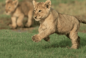 Аруша: 5-дневное сафари в сезон отела во время Великой миграции