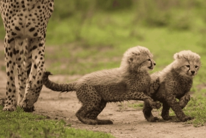 Аруша: 5-дневное сафари в сезон отела во время Великой миграции
