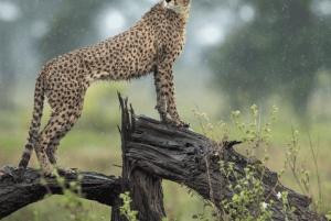 Аруша: 5-дневное сафари в сезон отела во время Великой миграции