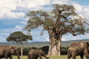 Аруша: 5-дневное сафари в сезон отела во время Великой миграции