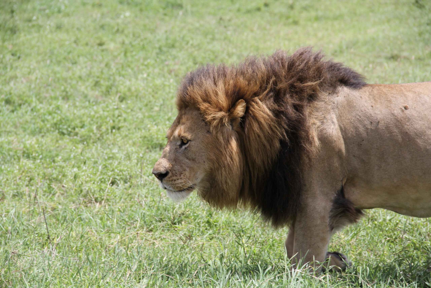 Arusha : safari de 6 jours à Tarangire, au lac Manyara et ...