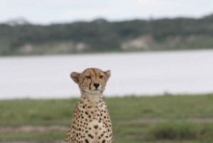 アルーシャ：6日間のサファリ（タランギレ、マニャラ湖、および…）