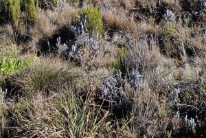 Arusha: 9-päiväinen Kilimanjaron pohjoisen kierroksen reitti