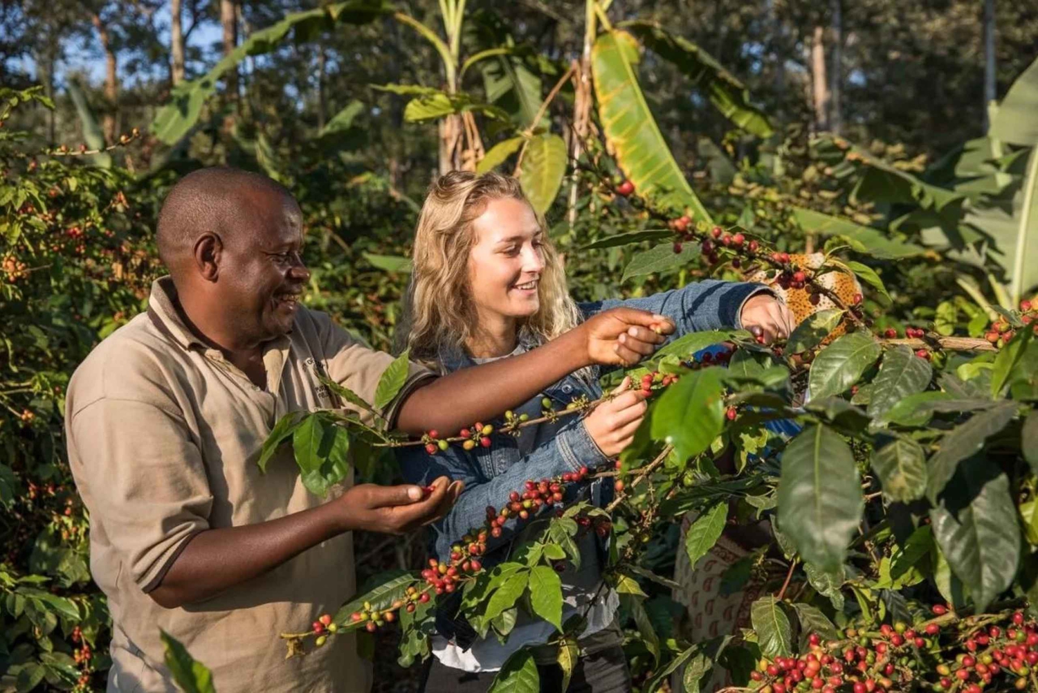 Arusha: Tour guiado pela Coffee Lodge com degustação de café
