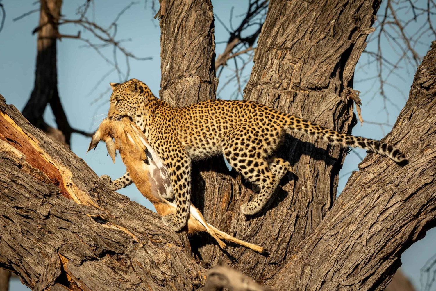 Tarangire, Ngorongoro och Kilimanjaros fot – en resa du inte får missa!