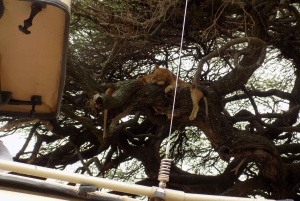 Arusha: Lake Manyara Nationaal Park meerdaagse safari