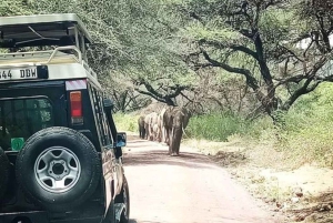 Arusha: Lake Manyara Nationaal Park meerdaagse safari