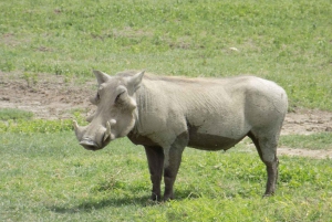 Arusha: Lake Manyara Nationaal Park meerdaagse safari