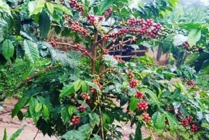 Arusha: Materuni Waterfalls, Coffee, and Hotsprings Tour