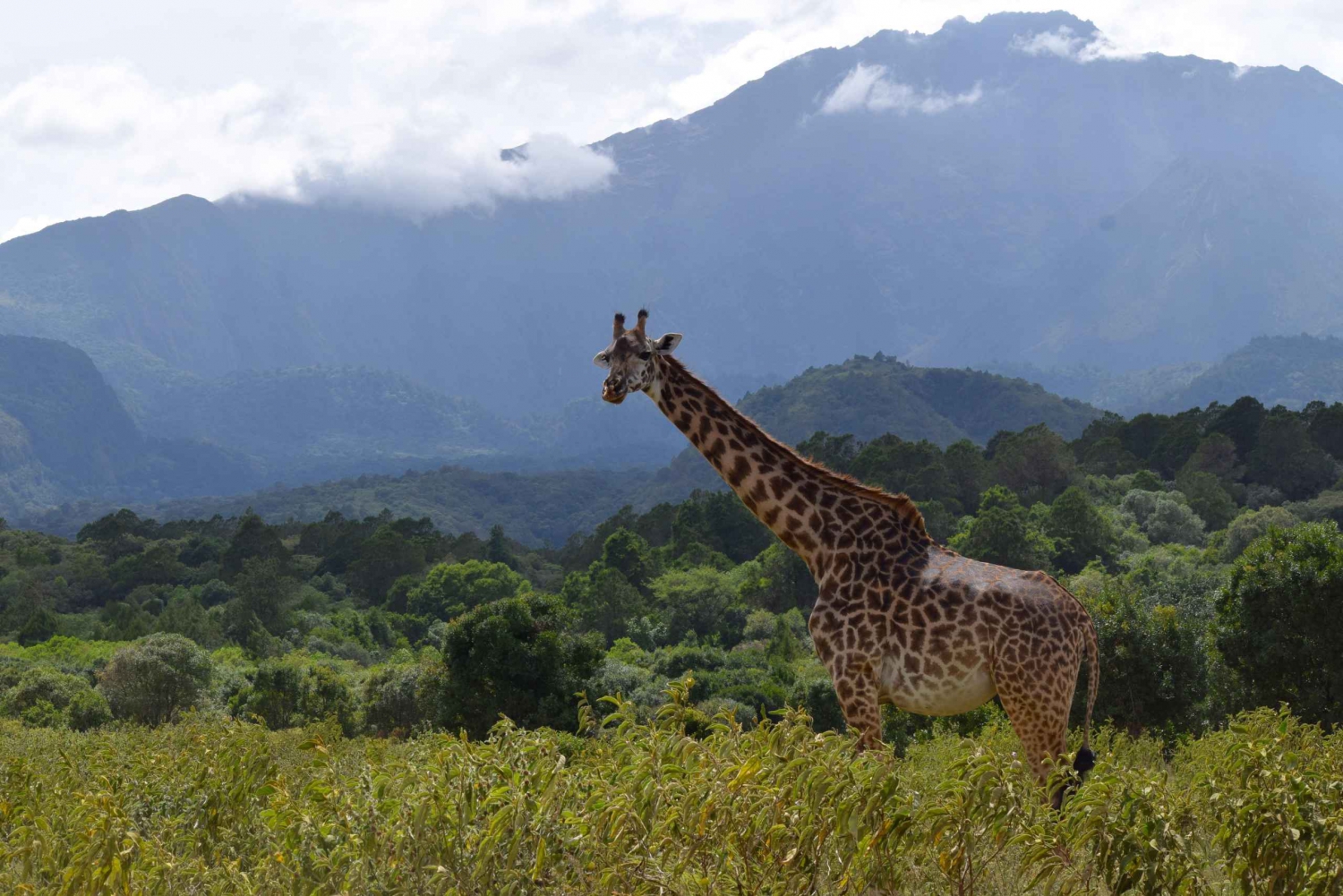 Arusha Nationalpark: Walking Safari og Game Drive