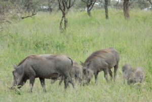 Minnesvärd safaritur i Arusha Park