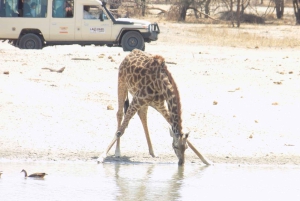 Minnesvärd safaritur i Arusha Park