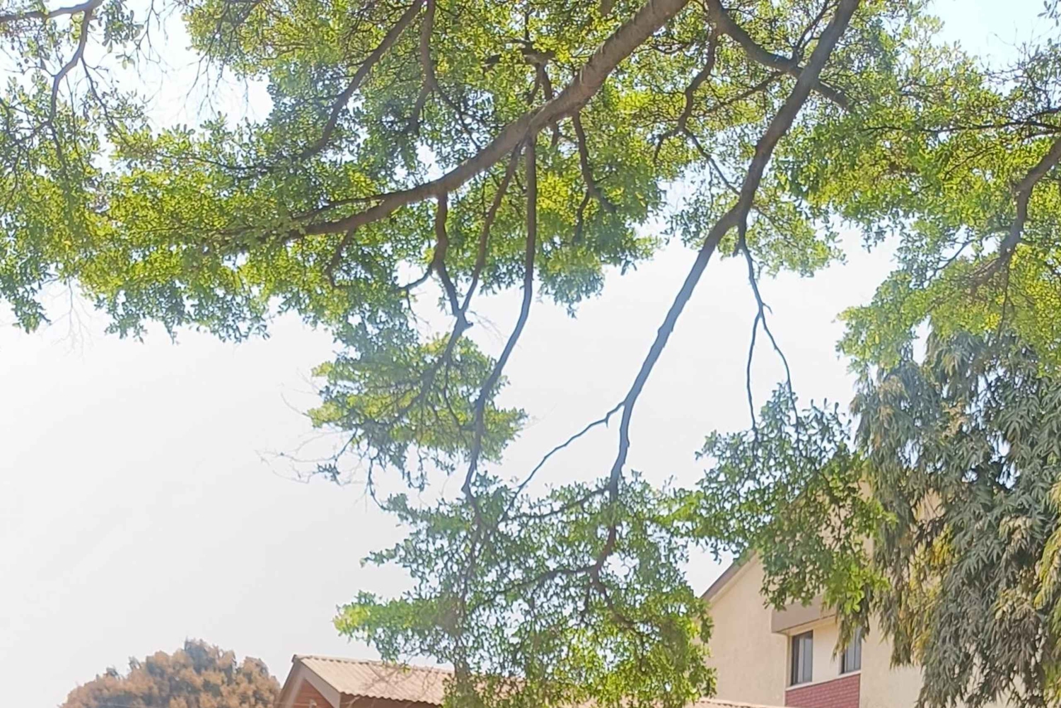 Arusha: wandeltour door de Sinoni-gemeenschap met streetfood