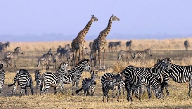 Bless Africa Tours and Safaris