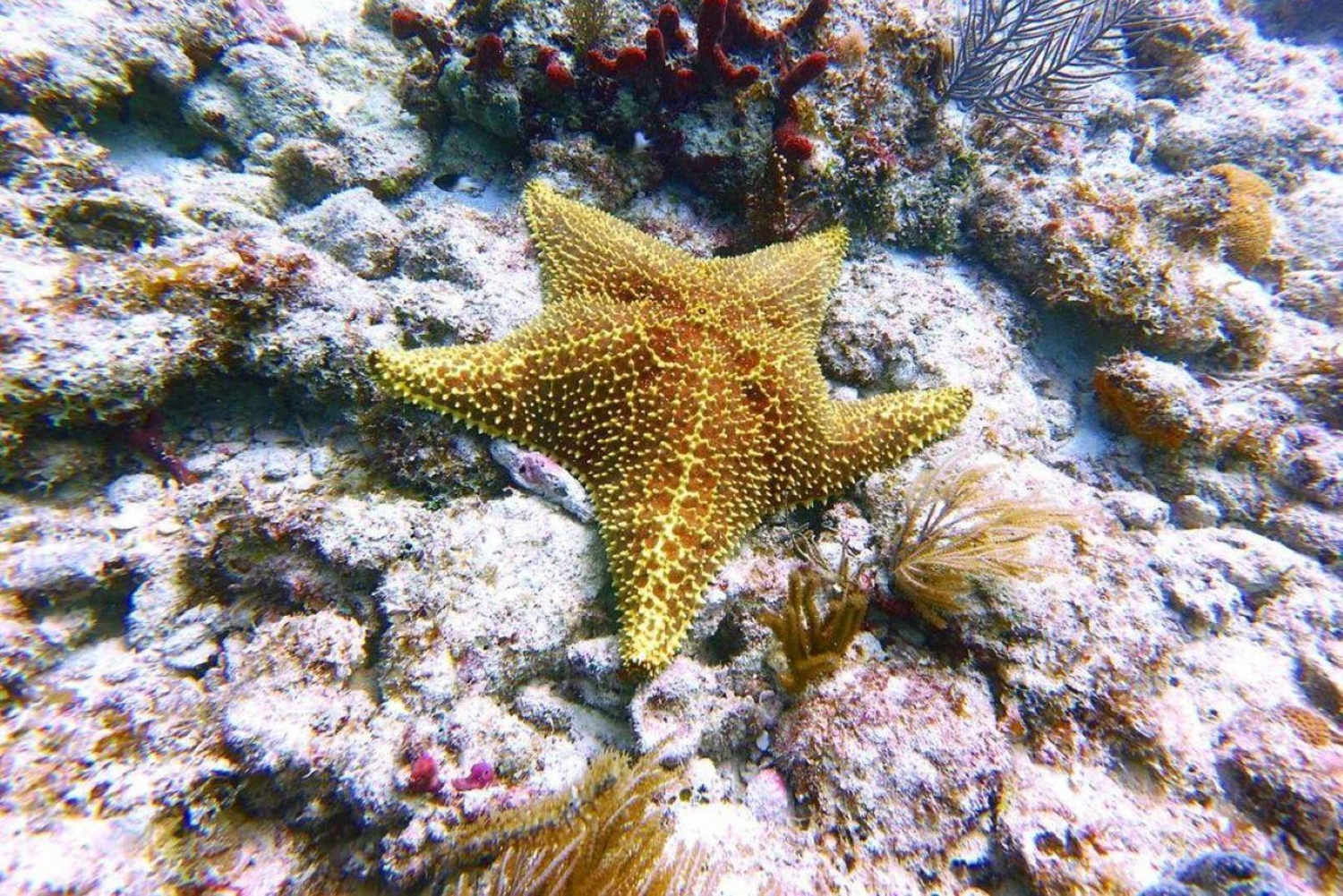 Sjöstjärneäventyr, Klippan, Kuzagrottan, Salaamgrottan