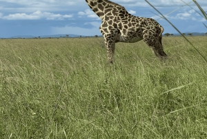 Dar es Salaam: 2-dagars safari till Mikumi National Park och ...