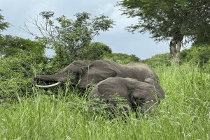 Dar es Salaam: 2-dagars safari till Mikumi National Park och ...