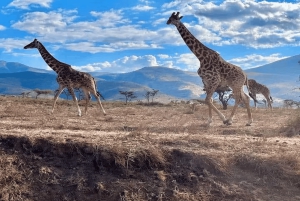 Dar es Salaam: 2-dagars safari till Mikumi National Park och ...