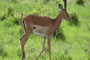 Dar es Salaam: 2-dagars safari till Mikumi National Park och ...