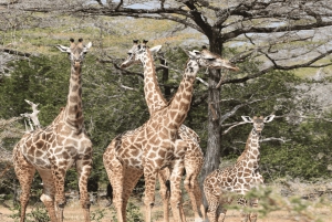Dar es Salaam: 2-dagars safari till Mikumi National Park och ...