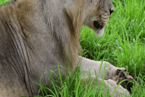 Dar es Salaam: 2-dagars safari till Mikumi National Park och ...