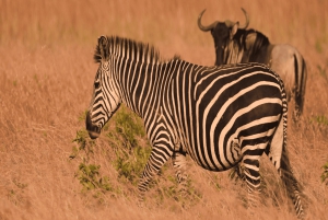 Dar es Salaam: 2-dagars safari till Mikumi National Park och ...