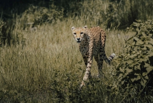 Dar es-Salam: safari de 7 días por el sur de Tanzania