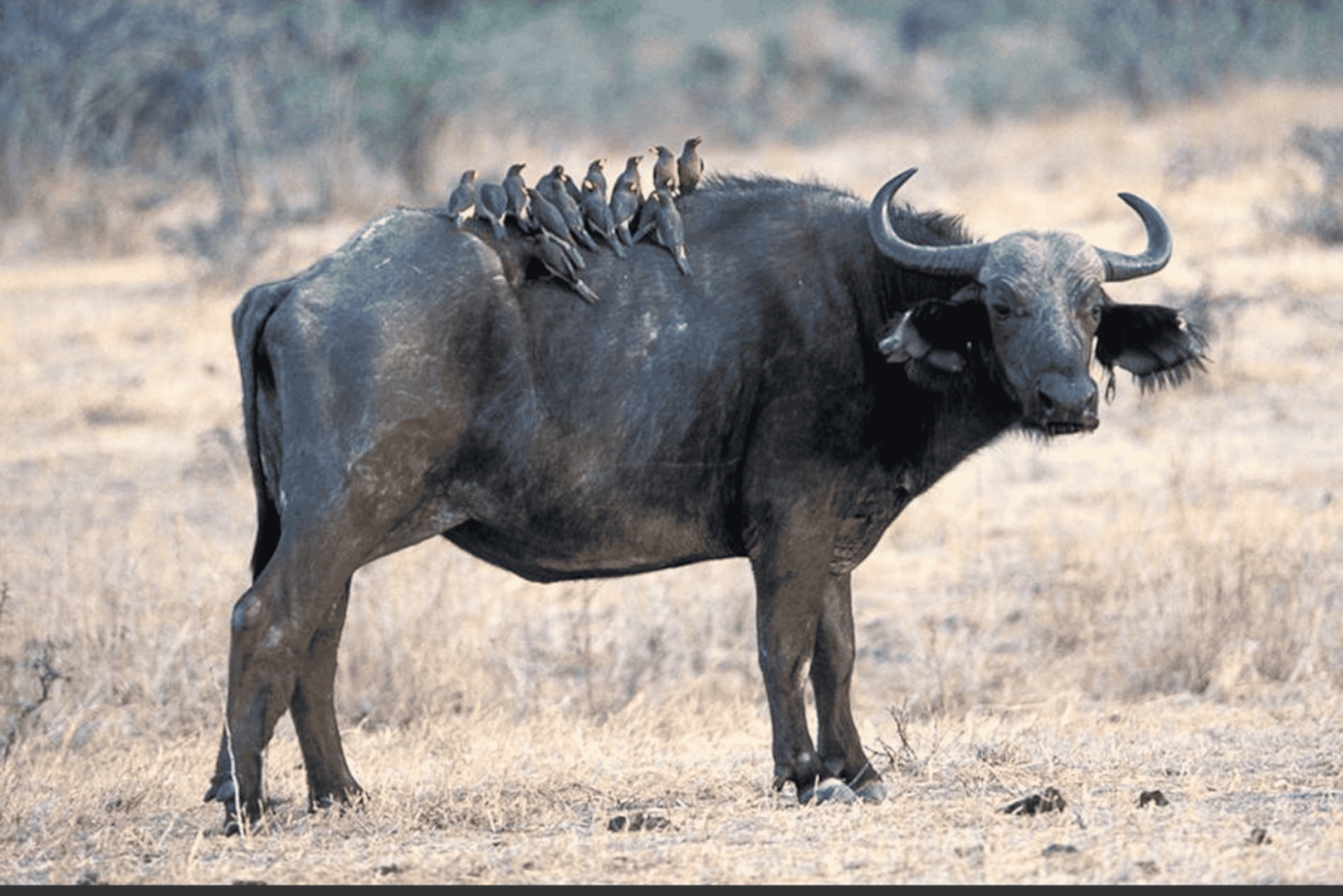 Dar es Salaam: Safari di 8 giorni a Nyerere e Ruaha con pasti inclusi