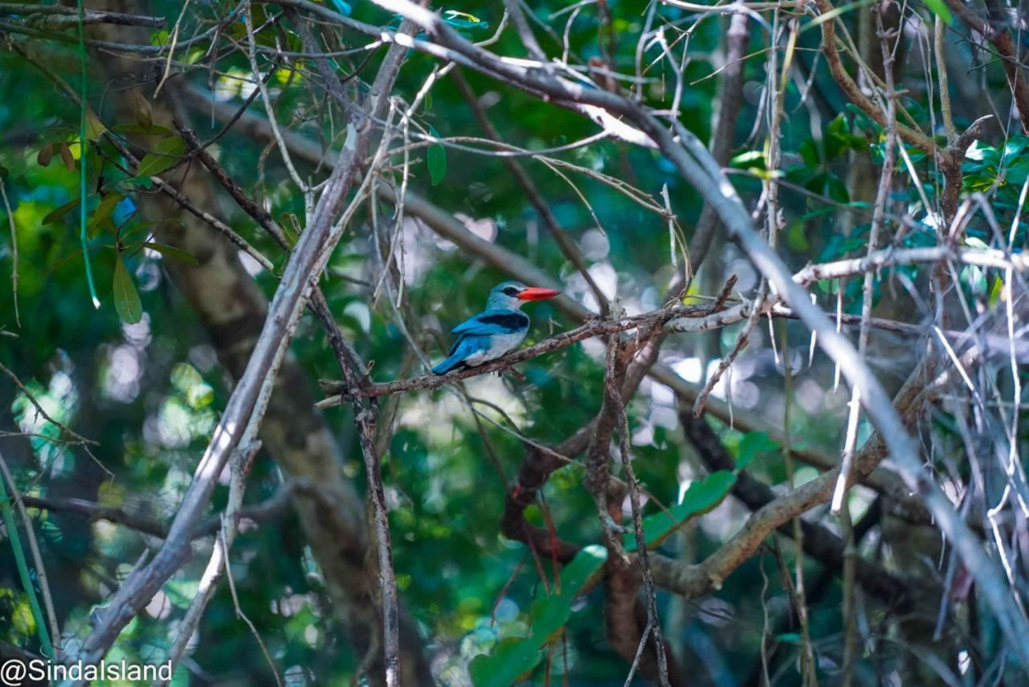 DAR ES SALAAM: TOUR DI SNORKELING ALL'ISOLA DI BONGOYO E FUGGITA ALLA SPIAGGIA