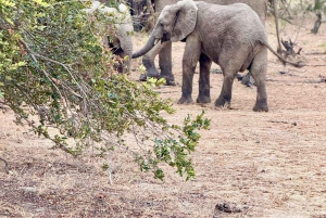 ダルエスサラーム：ミクミ国立公園への日帰りツアー（電車利用）