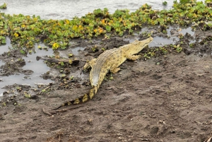 ダルエスサラーム：ミクミ国立公園への日帰りツアー（電車利用）