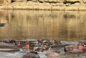 ダルエスサラーム：ミクミ国立公園への日帰りツアー（電車利用）