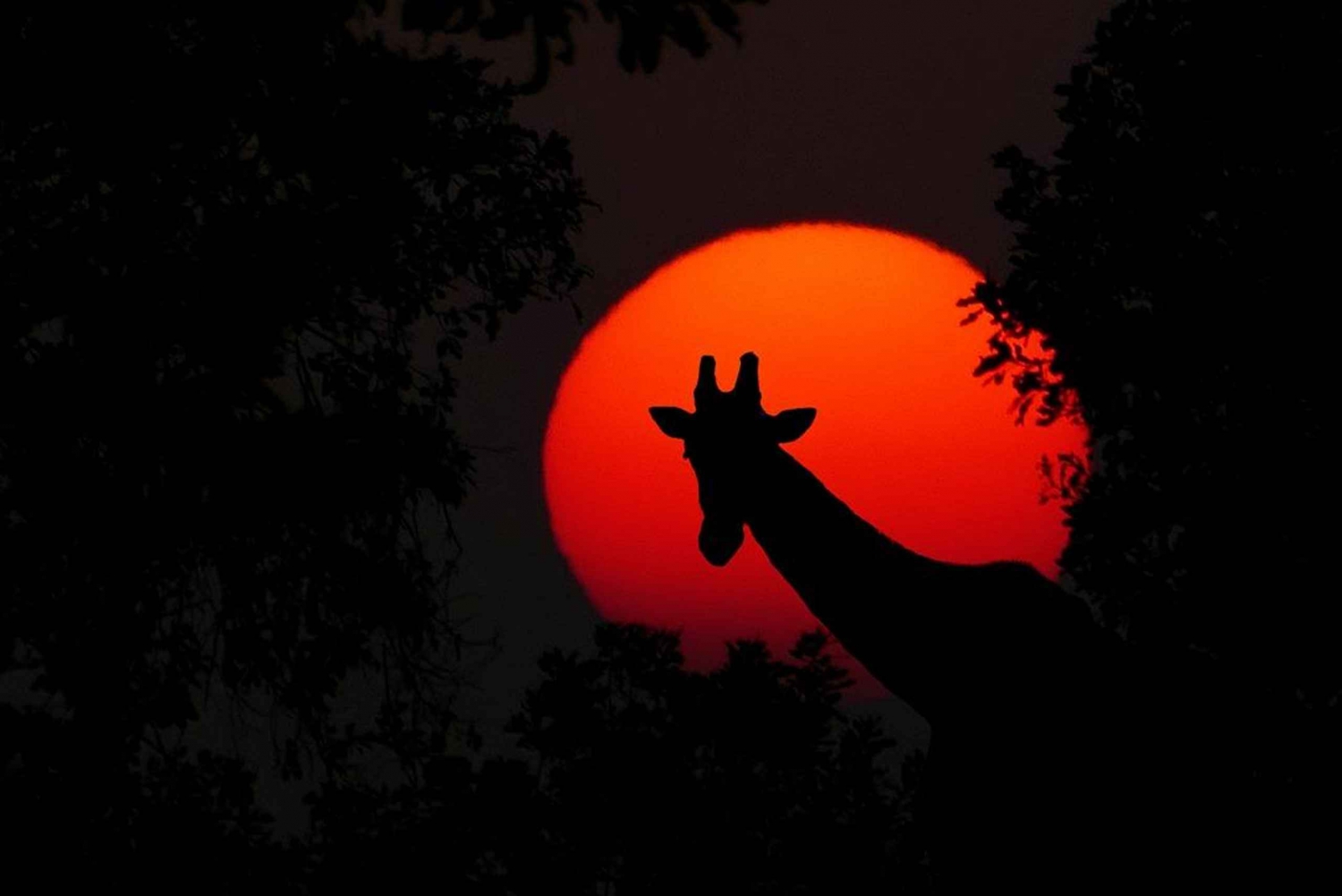 Dar es Salaam: Mikumi National Park Day Trip with Lunch