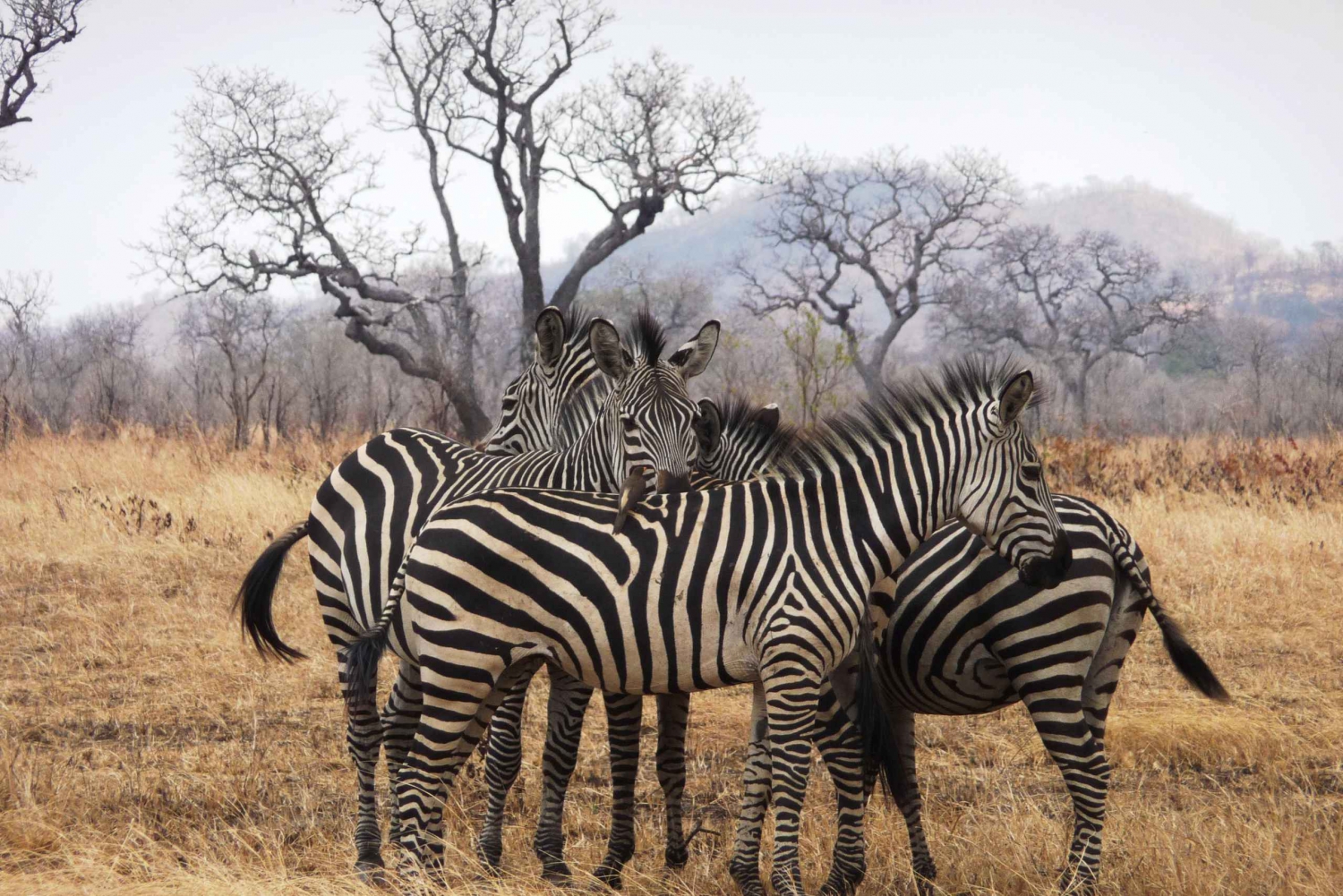 Dar es Salaam: Mikumi Nationalpark dagsudflugt med togtur