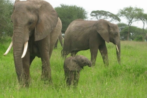 Dar Es Salaam: Overnight Safari at Mikumi National Park