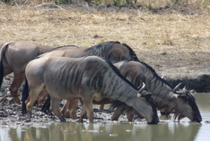 Dar Es Salaam: Overnight Safari at Mikumi National Park