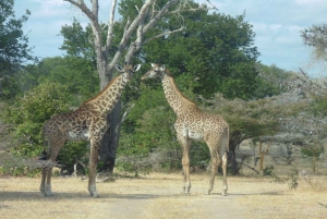 Dar Es Salaam: Overnight Safari at Mikumi National Park