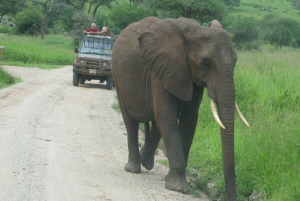 Dar Es Salaam: Overnight Safari at Mikumi National Park