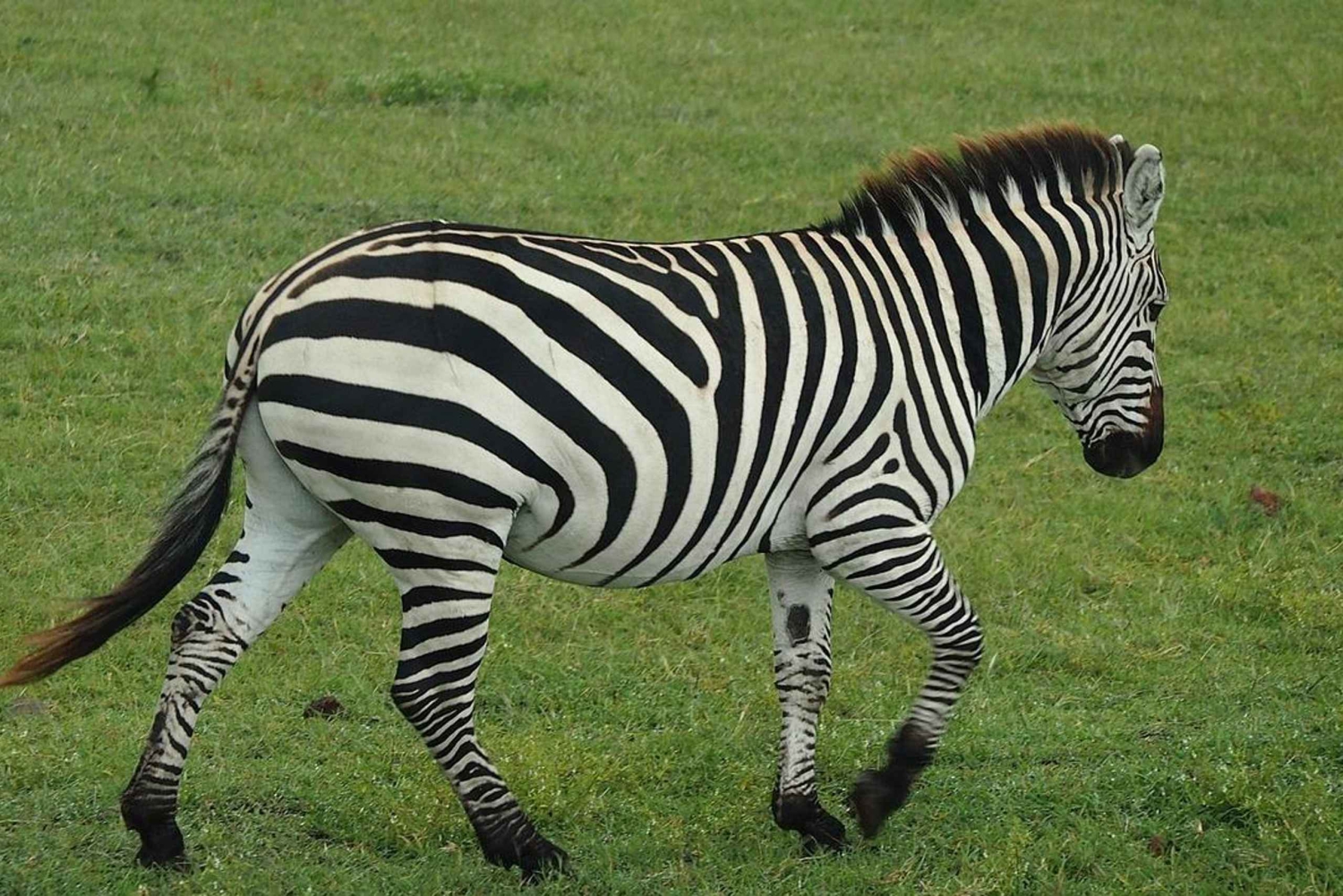 ダルエスサラーム：セロウスとミクミ国立公園6日間ツアー