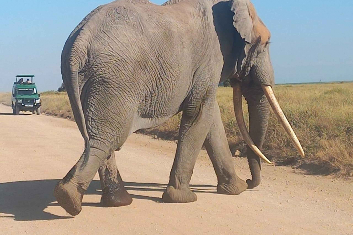 1-DNIOWA WYCIECZKA DO PARKU AMBOSELI Z NAIROBI I WIOSKI MASAJÓW.