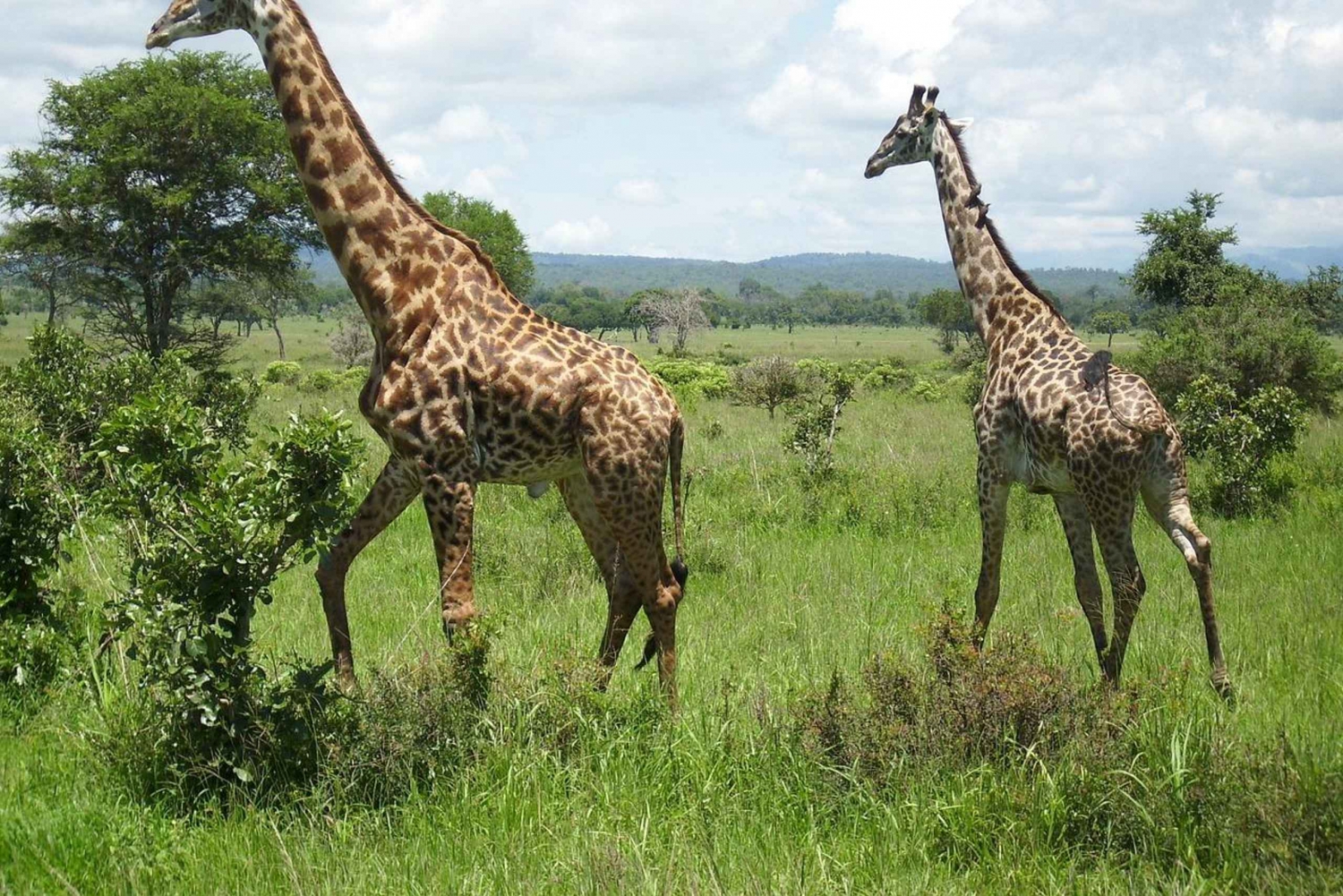 Day trip from Dar-es-Salaam to Mikumi Park by luxury train