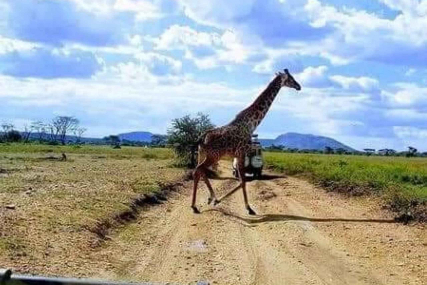 ZANZIBAR: 3 dni i 2 noce na safari w Mikumi z dojazdem promem i SGR