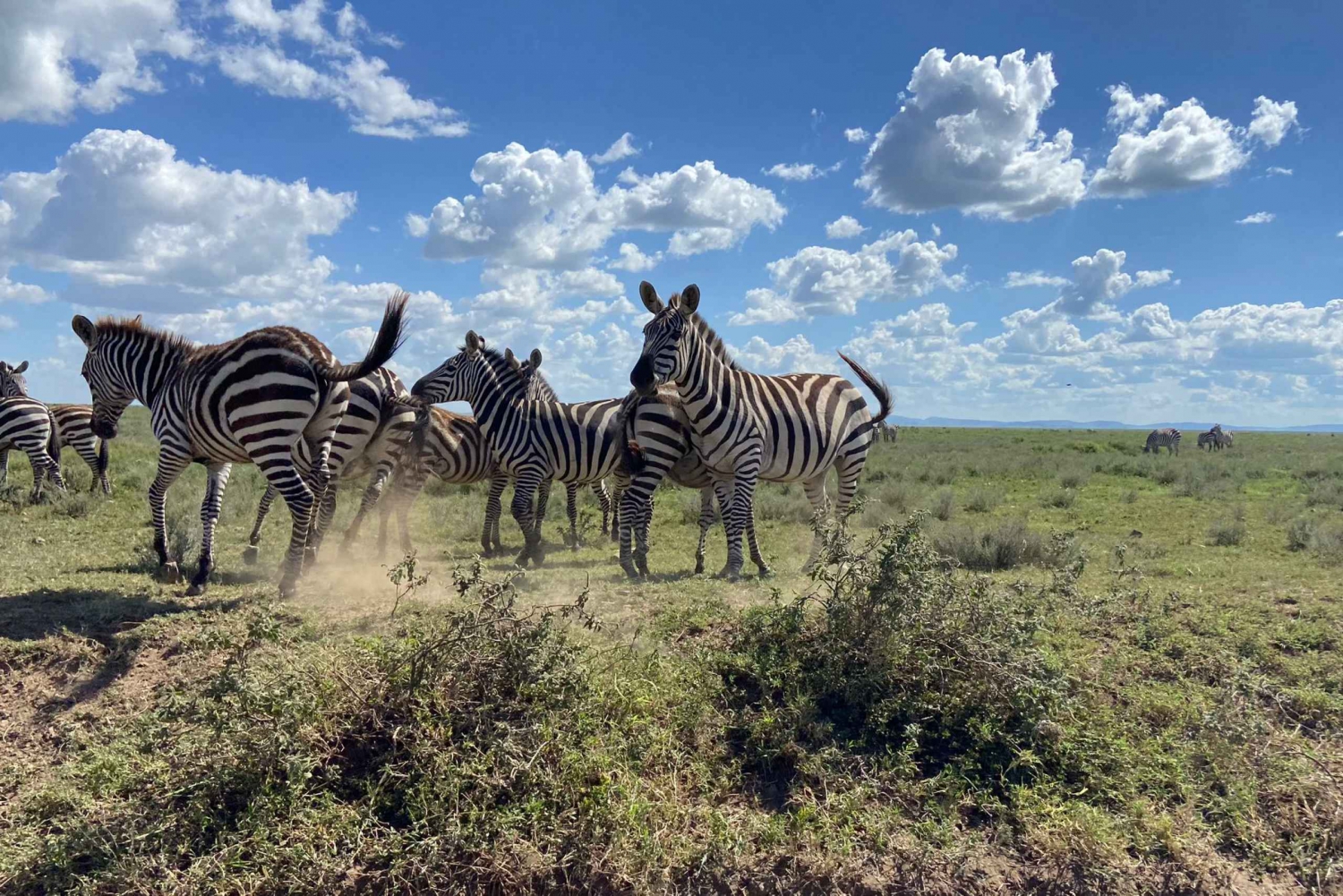 Excursion d'une journée dans le parc national de Tarangire