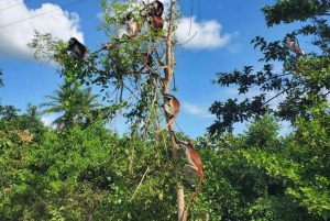 Delfinön + snorkling, Salaam-grottan och Jozani-skogen